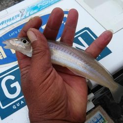 15時から播磨新島のキス調査