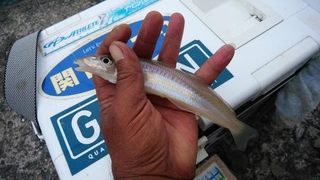 15時から播磨新島のキス調査