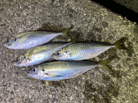 サバときどきアジ