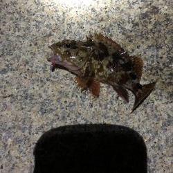 海にイカっていてますか?