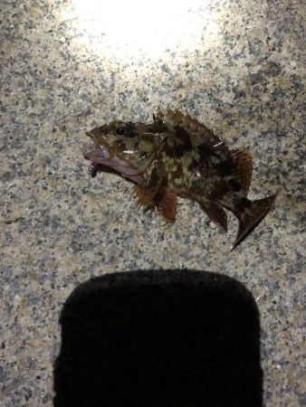 海にイカっていてますか？