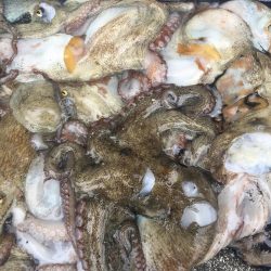 タコフィネスで16杯