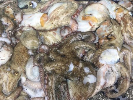 タコフィネスで16杯