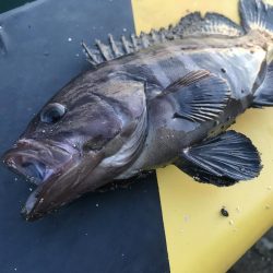 癒しのガッシー+マハタ