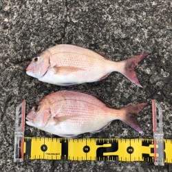 やっと赤いの釣れた