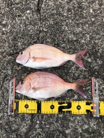 やっと赤いの釣れた