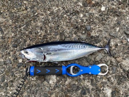 やっと夏っぽくなってきました!