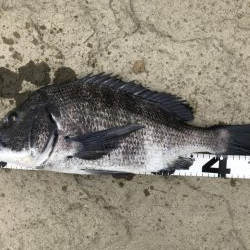 イチノ兄弟、釣果!