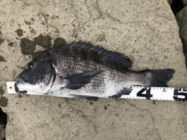 イチノ兄弟、釣果!