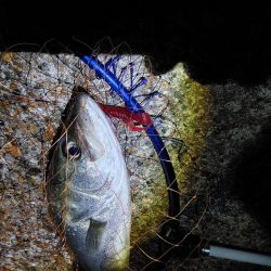 50cmのフッコでました