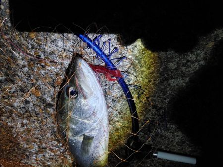 50cmのフッコでました