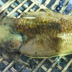 シロイカ上向き