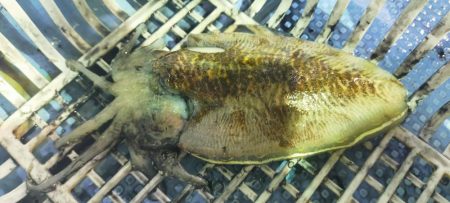 シロイカ上向き