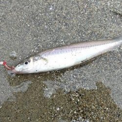 シロギス釣り 今年初の由良川河口左岸