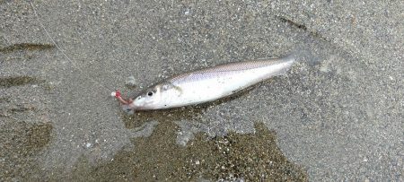 シロギス釣り 今年初の由良川河口左岸