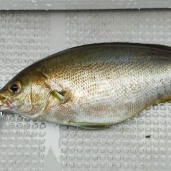 ネギング10目釣り