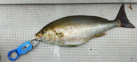 ネギング10目釣り