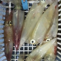 シロイカ上向き　大剣ゲット