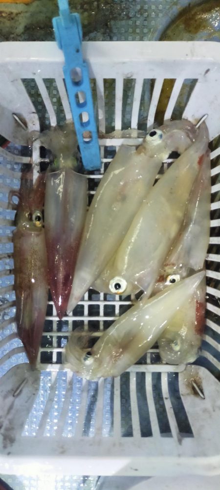 シロイカ上向き　大剣ゲット