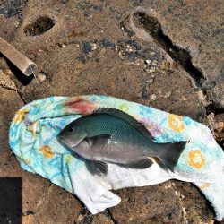 フカセ‥最高ですネ・・