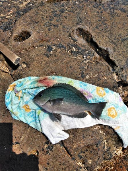 フカセ‥最高ですネ・・