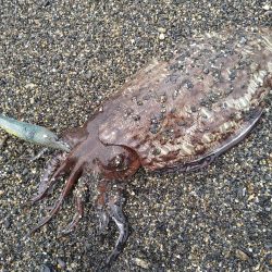 カミナリイカが釣れ…てました