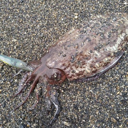カミナリイカが釣れ…てました