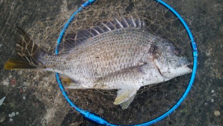 釣りデビュー　164日目