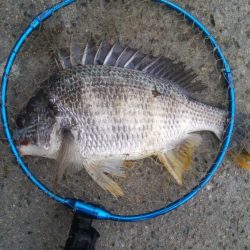 釣りデビュー　165日目