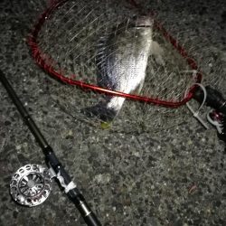 2021/06/06 連日ヘチ釣り