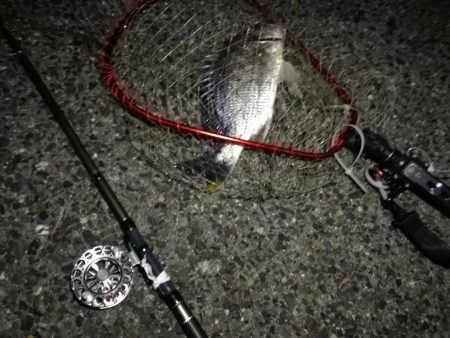 2021/06/06 連日ヘチ釣り