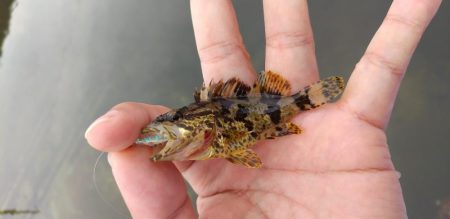 タケノコメバル