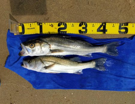 今日も漁船パターンw