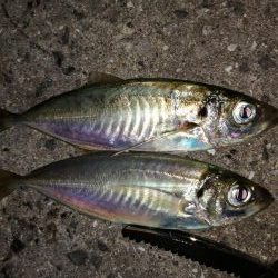 アジ釣り