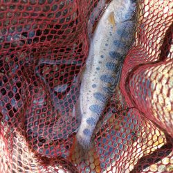 ネイティブトラウト