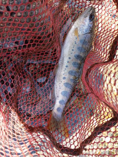 ネイティブトラウト