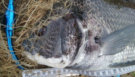 『釣りデビュー❤』172日目❗❗