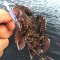 タコ1、ガシラ2、サバ2