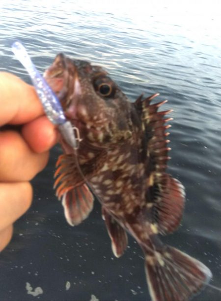 タコ１、ガシラ２、サバ２