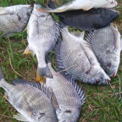 『釣りデビュー❤』173日目✨