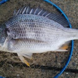 『釣りデビュー❤』175日目✨