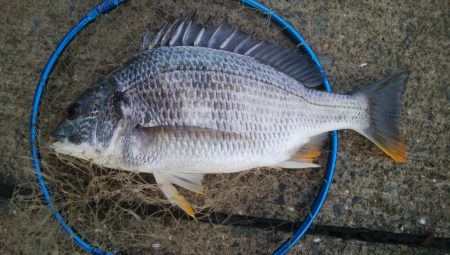 『釣りデビュー❤』175日目✨