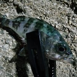 小メバルに遊ばれ