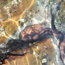 久し振りにアオリイカ一杯・・