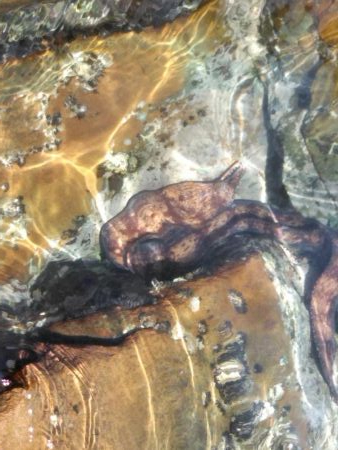 久し振りにアオリイカ一杯・・