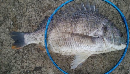 『釣りデビュー❤』176日目✨