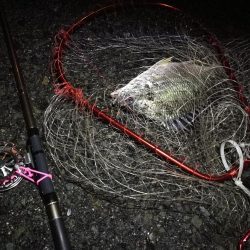 2021/06/20 南港ヘチ釣り