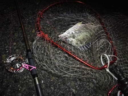 2021/06/20 南港ヘチ釣り