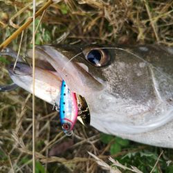 マズメ　シーバス