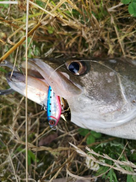 マズメ　シーバス